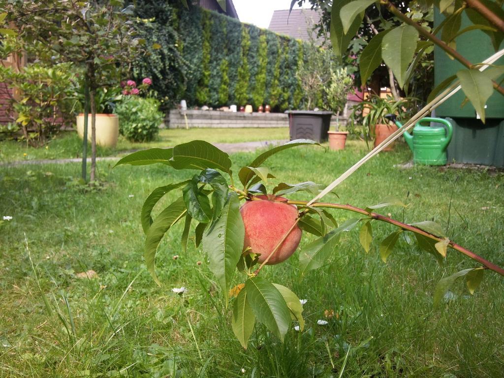 Pension Buchfink Uckeritz Exterior foto